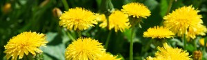 dandelions