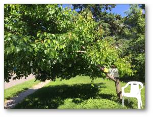 Waunakee Wishing Tree