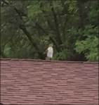 hawk on roof