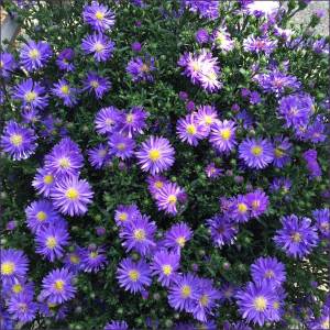 asters